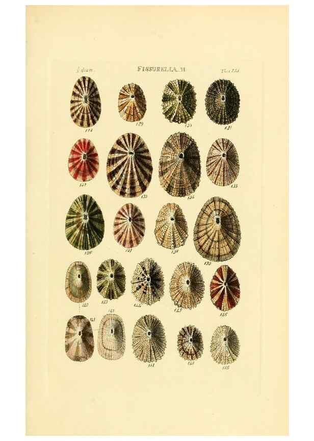 Reproducción/Reproduction 49493106371: Thesaurus conchyliorum, or, Monographs of genera of shells. London :Sowerby ...,1847-1887.. 