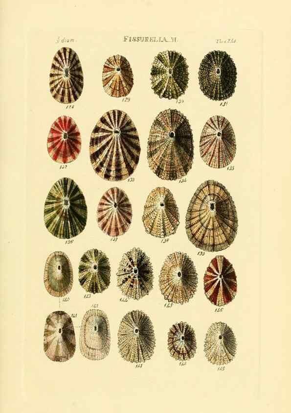 Reproducción/Reproduction 49493106371: Thesaurus conchyliorum, or, Monographs of genera of shells. London :Sowerby ...,1847-1887.. 