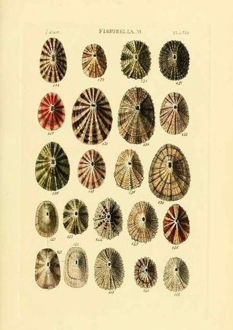 Reproducción/Reproduction 49493106371: Thesaurus conchyliorum, or, Monographs of genera of shells. London :Sowerby ...,1847-1887.. 