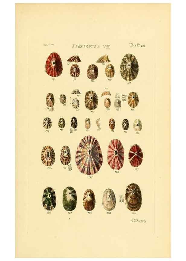 Reproducción/Reproduction 49493106761: Thesaurus conchyliorum, or, Monographs of genera of shells. London :Sowerby ...,1847-1887.. 