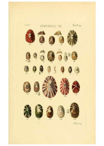 Reproducción/Reproduction 49493106761: Thesaurus conchyliorum, or, Monographs of genera of shells. London :Sowerby ...,1847-1887.. 