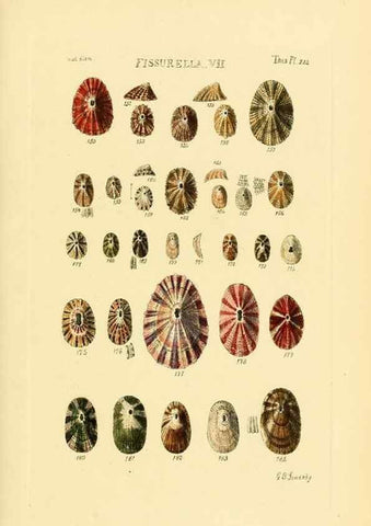 Reproducción/Reproduction 49493106761: Thesaurus conchyliorum, or, Monographs of genera of shells. London :Sowerby ...,1847-1887.. 