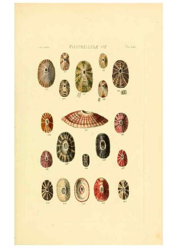 Reproducción/Reproduction 49493107016: Thesaurus conchyliorum, or, Monographs of genera of shells. London :Sowerby ...,1847-1887.. 