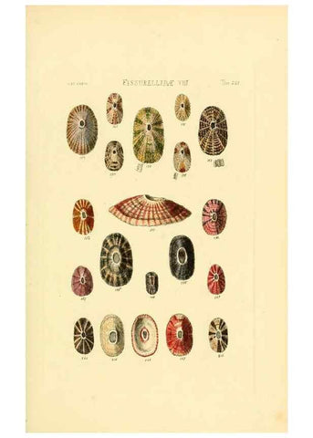 Reproducción/Reproduction 49493107016: Thesaurus conchyliorum, or, Monographs of genera of shells. London :Sowerby ...,1847-1887.. 