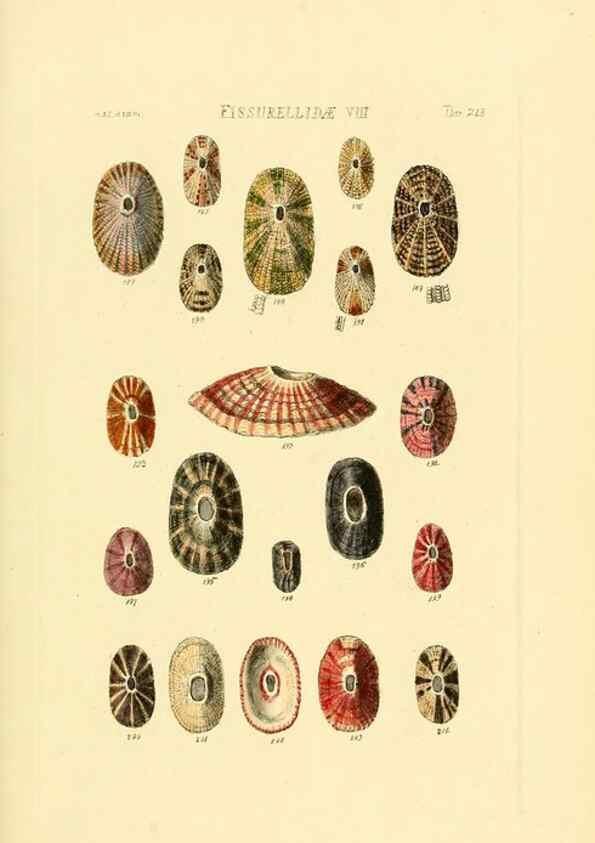 Reproducción/Reproduction 49493107016: Thesaurus conchyliorum, or, Monographs of genera of shells. London :Sowerby ...,1847-1887.. 