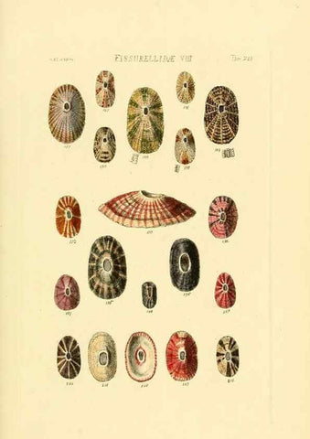 Reproducción/Reproduction 49493107016: Thesaurus conchyliorum, or, Monographs of genera of shells. London :Sowerby ...,1847-1887.. 