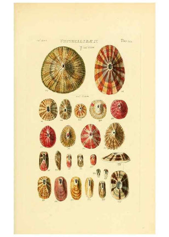 Reproducción/Reproduction 49493107461: Thesaurus conchyliorum, or, Monographs of genera of shells. London :Sowerby ...,1847-1887.. 
