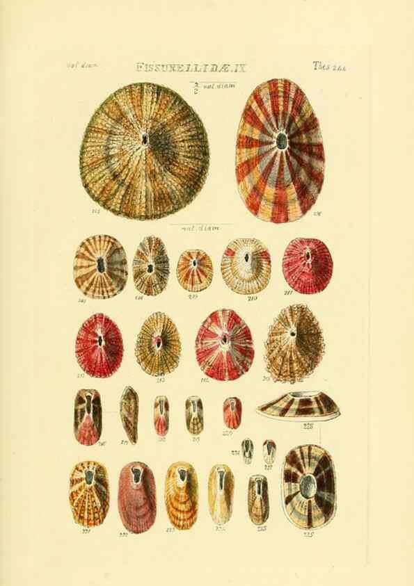 Reproducción/Reproduction 49493107461: Thesaurus conchyliorum, or, Monographs of genera of shells. London :Sowerby ...,1847-1887.. 