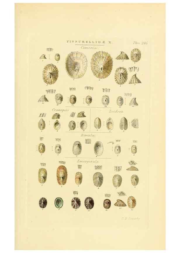 Reproducción/Reproduction 49492608328: Thesaurus conchyliorum, or, Monographs of genera of shells. London :Sowerby ...,1847-1887.. 