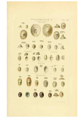 Reproducción/Reproduction 49492608328: Thesaurus conchyliorum, or, Monographs of genera of shells. London :Sowerby ...,1847-1887.. 