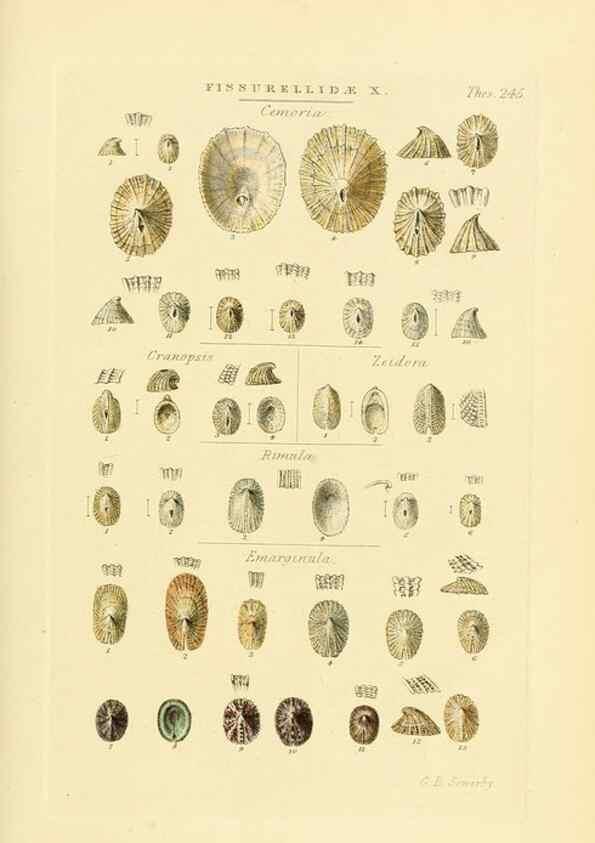 Reproducción/Reproduction 49492608328: Thesaurus conchyliorum, or, Monographs of genera of shells. London :Sowerby ...,1847-1887.. 