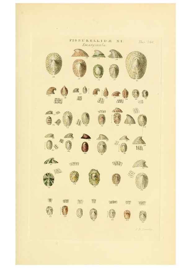 Reproducción/Reproduction 49492608568: Thesaurus conchyliorum, or, Monographs of genera of shells. London :Sowerby ...,1847-1887.. 