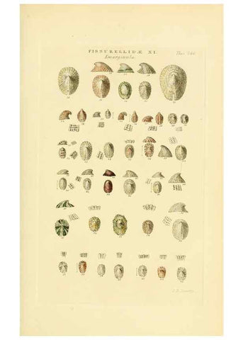Reproducción/Reproduction 49492608568: Thesaurus conchyliorum, or, Monographs of genera of shells. London :Sowerby ...,1847-1887.. 