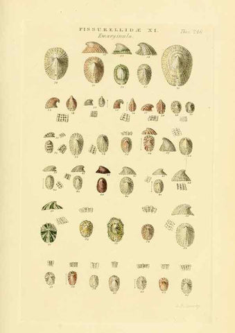 Reproducción/Reproduction 49492608568: Thesaurus conchyliorum, or, Monographs of genera of shells. London :Sowerby ...,1847-1887.. 