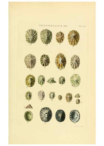 Reproducción/Reproduction 49493108371: Thesaurus conchyliorum, or, Monographs of genera of shells. London :Sowerby ...,1847-1887.. 