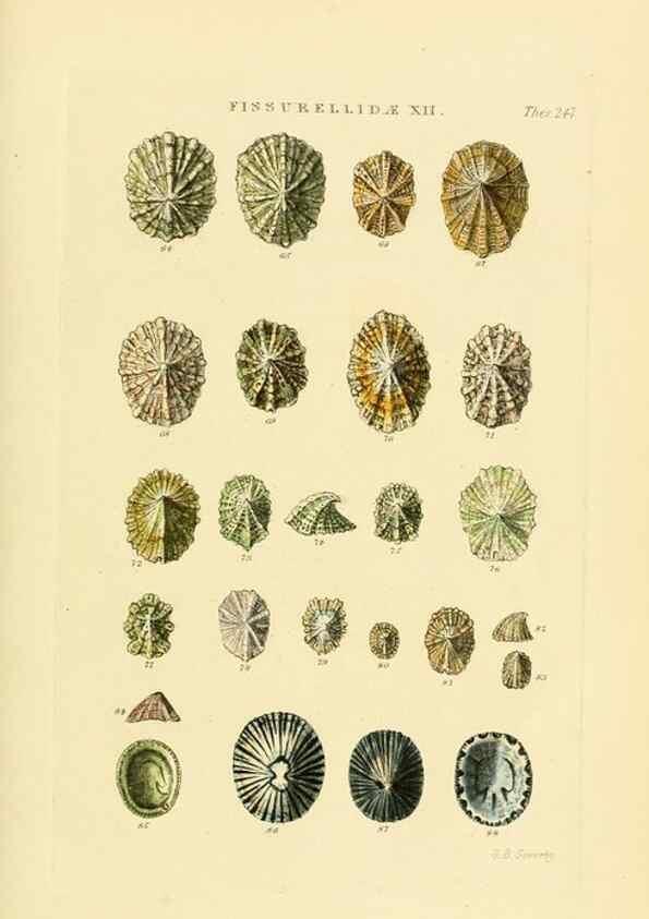 Reproducción/Reproduction 49493108371: Thesaurus conchyliorum, or, Monographs of genera of shells. London :Sowerby ...,1847-1887.. 