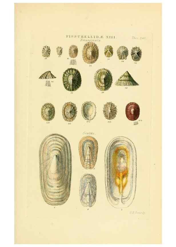 Reproducción/Reproduction 49493321502: Thesaurus conchyliorum, or, Monographs of genera of shells. London :Sowerby ...,1847-1887.. 