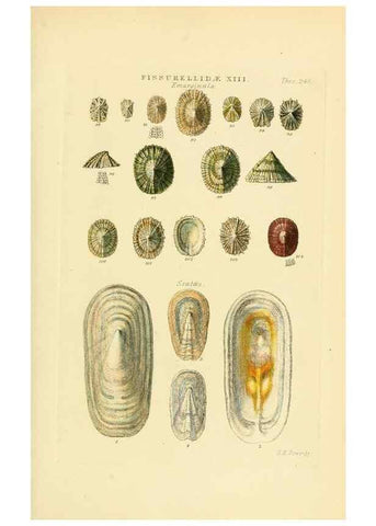 Reproducción/Reproduction 49493321502: Thesaurus conchyliorum, or, Monographs of genera of shells. London :Sowerby ...,1847-1887.. 