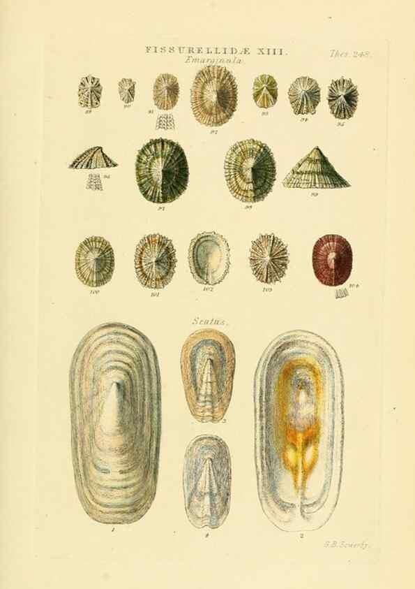 Reproducción/Reproduction 49493321502: Thesaurus conchyliorum, or, Monographs of genera of shells. London :Sowerby ...,1847-1887.. 