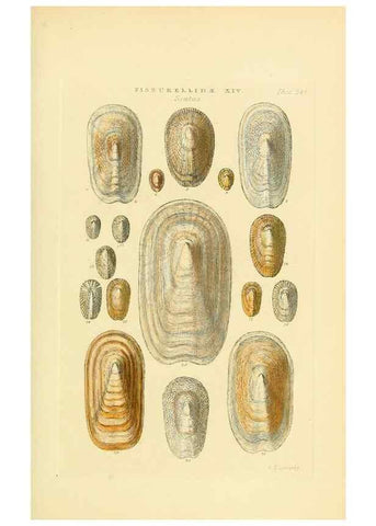 Reproducción/Reproduction 49493321757: Thesaurus conchyliorum, or, Monographs of genera of shells. London :Sowerby ...,1847-1887.. 