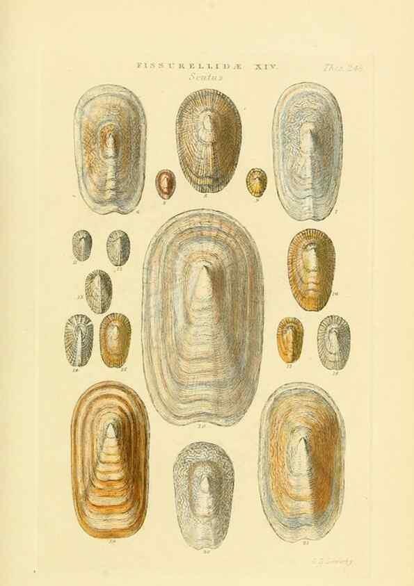 Reproducción/Reproduction 49493321757: Thesaurus conchyliorum, or, Monographs of genera of shells. London :Sowerby ...,1847-1887.. 