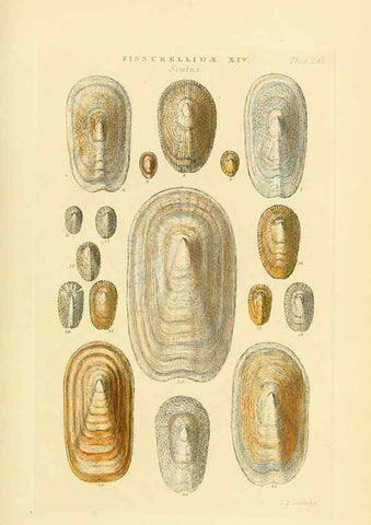 Reproducción/Reproduction 49493321757: Thesaurus conchyliorum, or, Monographs of genera of shells. London :Sowerby ...,1847-1887.. 
