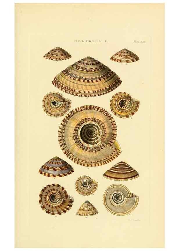 Reproducción/Reproduction 49493322057: Thesaurus conchyliorum, or, Monographs of genera of shells. London :Sowerby ...,1847-1887.. 