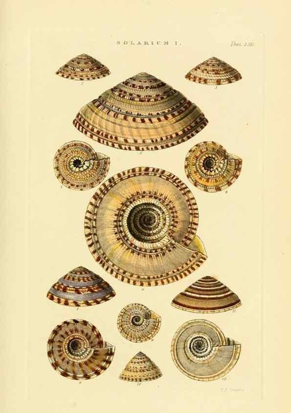 Reproducción/Reproduction 49493322057: Thesaurus conchyliorum, or, Monographs of genera of shells. London :Sowerby ...,1847-1887.. 