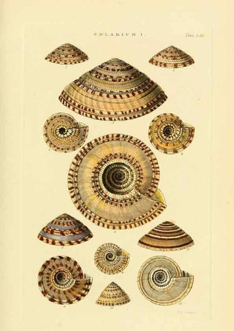 Reproducción/Reproduction 49493322057: Thesaurus conchyliorum, or, Monographs of genera of shells. London :Sowerby ...,1847-1887.. 