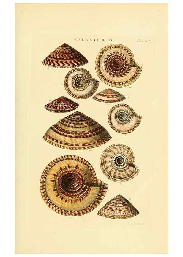 Reproducción/Reproduction 49493322597: Thesaurus conchyliorum, or, Monographs of genera of shells. London :Sowerby ...,1847-1887.. 