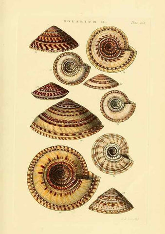 Reproducción/Reproduction 49493322597: Thesaurus conchyliorum, or, Monographs of genera of shells. London :Sowerby ...,1847-1887.. 