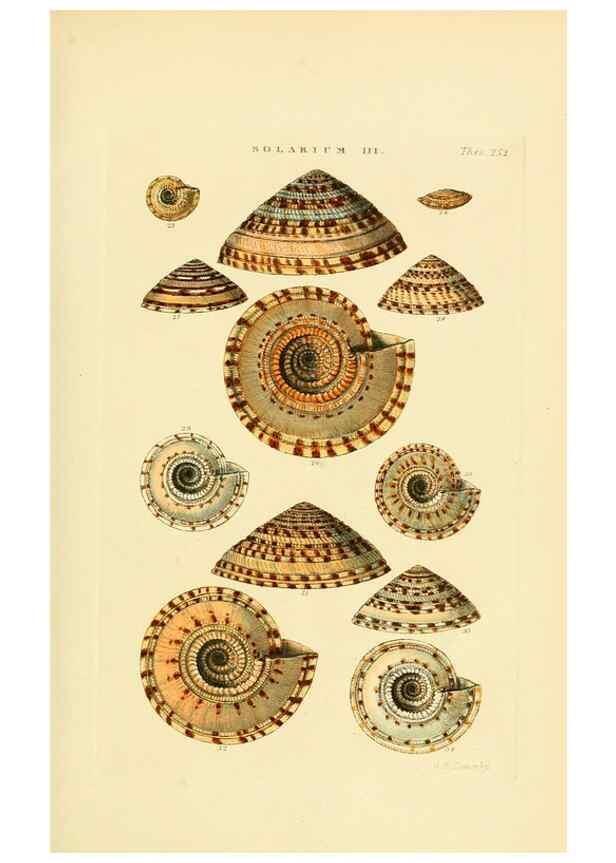 Reproducción/Reproduction 49493110111: Thesaurus conchyliorum, or, Monographs of genera of shells. London :Sowerby ...,1847-1887.. 