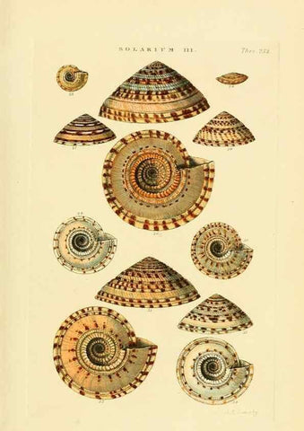 Reproducción/Reproduction 49493110111: Thesaurus conchyliorum, or, Monographs of genera of shells. London :Sowerby ...,1847-1887.. 