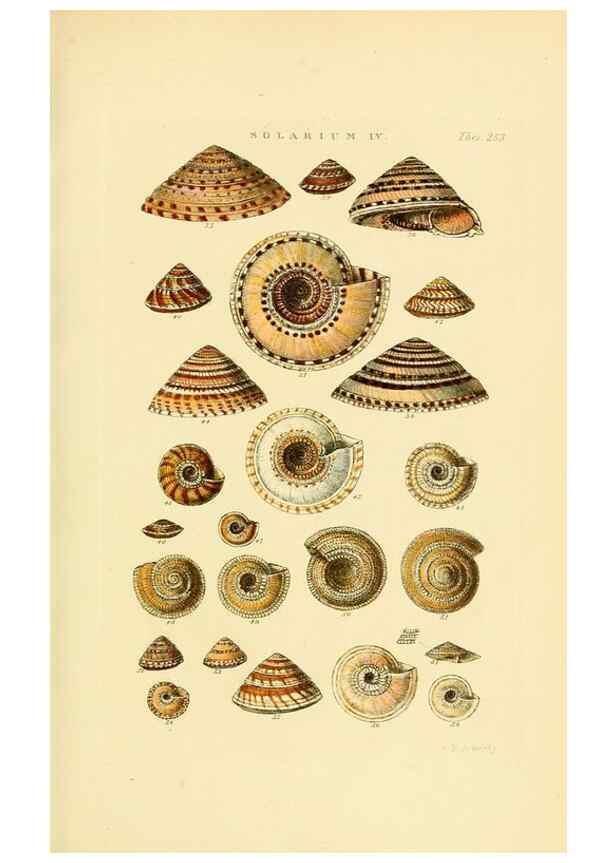 Reproducción/Reproduction 49492610983: Thesaurus conchyliorum, or, Monographs of genera of shells. London :Sowerby ...,1847-1887.. 