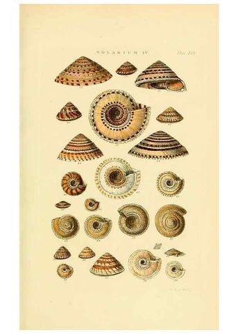 Reproducción/Reproduction 49492610983: Thesaurus conchyliorum, or, Monographs of genera of shells. London :Sowerby ...,1847-1887.. 