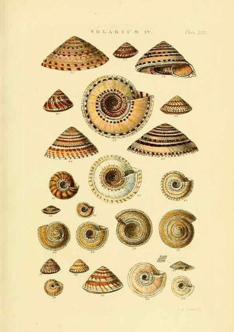 Reproducción/Reproduction 49492610983: Thesaurus conchyliorum, or, Monographs of genera of shells. London :Sowerby ...,1847-1887.. 