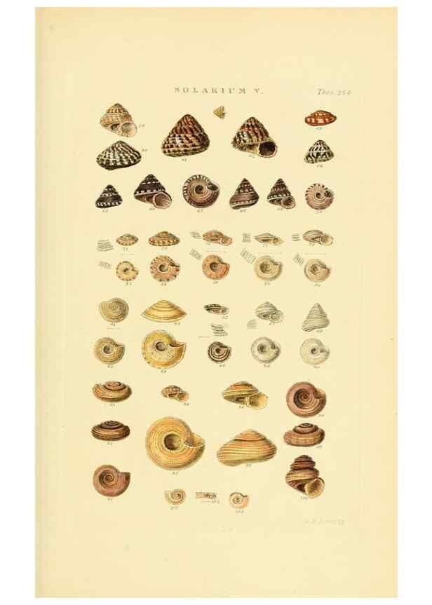 Reproducción/Reproduction 49493110691: Thesaurus conchyliorum, or, Monographs of genera of shells. London :Sowerby ...,1847-1887.. 