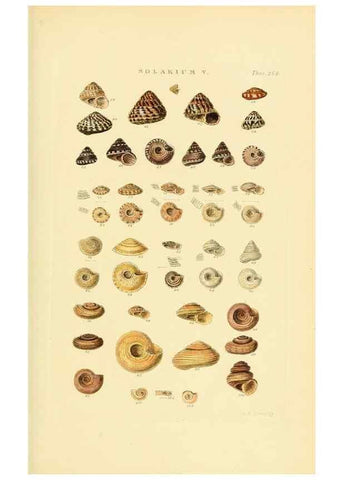 Reproducción/Reproduction 49493110691: Thesaurus conchyliorum, or, Monographs of genera of shells. London :Sowerby ...,1847-1887.. 