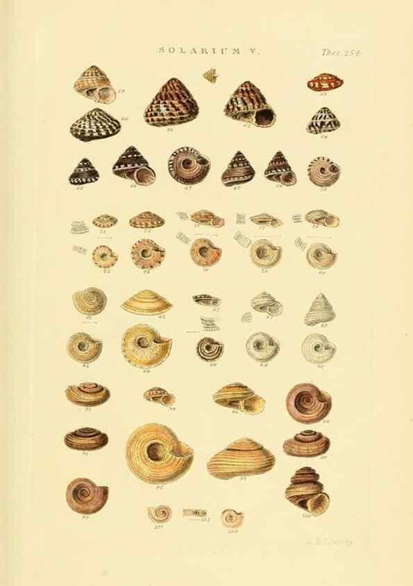Reproducción/Reproduction 49493110691: Thesaurus conchyliorum, or, Monographs of genera of shells. London :Sowerby ...,1847-1887.. 