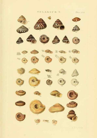 Reproducción/Reproduction 49493110691: Thesaurus conchyliorum, or, Monographs of genera of shells. London :Sowerby ...,1847-1887.. 