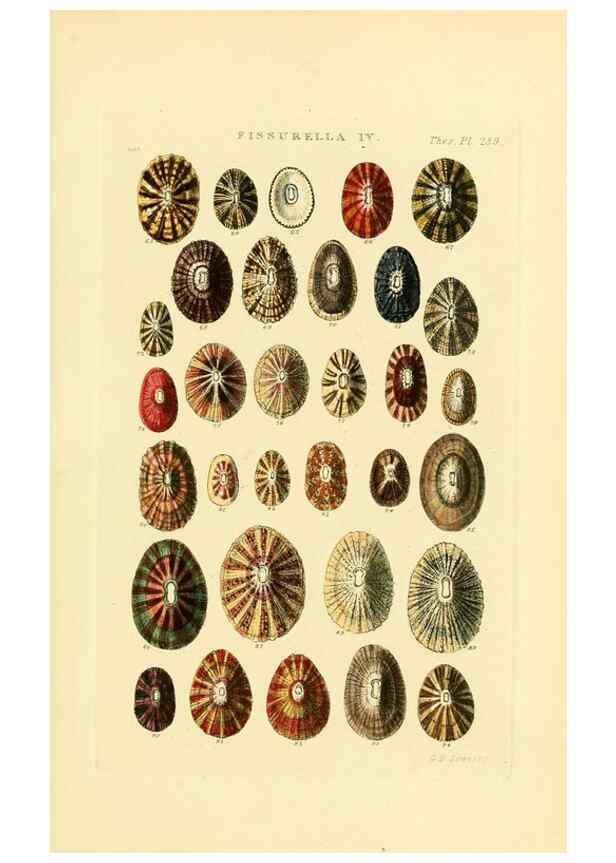 Reproducción/Reproduction 49493318627: Thesaurus conchyliorum, or, Monographs of genera of shells. London :Sowerby ...,1847-1887.. 