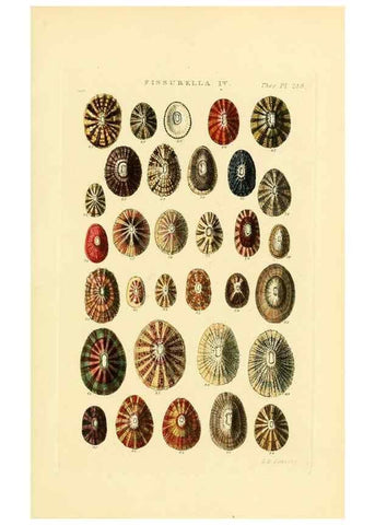 Reproducción/Reproduction 49493318627: Thesaurus conchyliorum, or, Monographs of genera of shells. London :Sowerby ...,1847-1887.. 