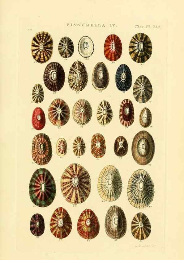 Reproducción/Reproduction 49493318627: Thesaurus conchyliorum, or, Monographs of genera of shells. London :Sowerby ...,1847-1887.. 