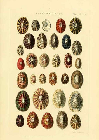 Reproducción/Reproduction 49493318627: Thesaurus conchyliorum, or, Monographs of genera of shells. London :Sowerby ...,1847-1887.. 
