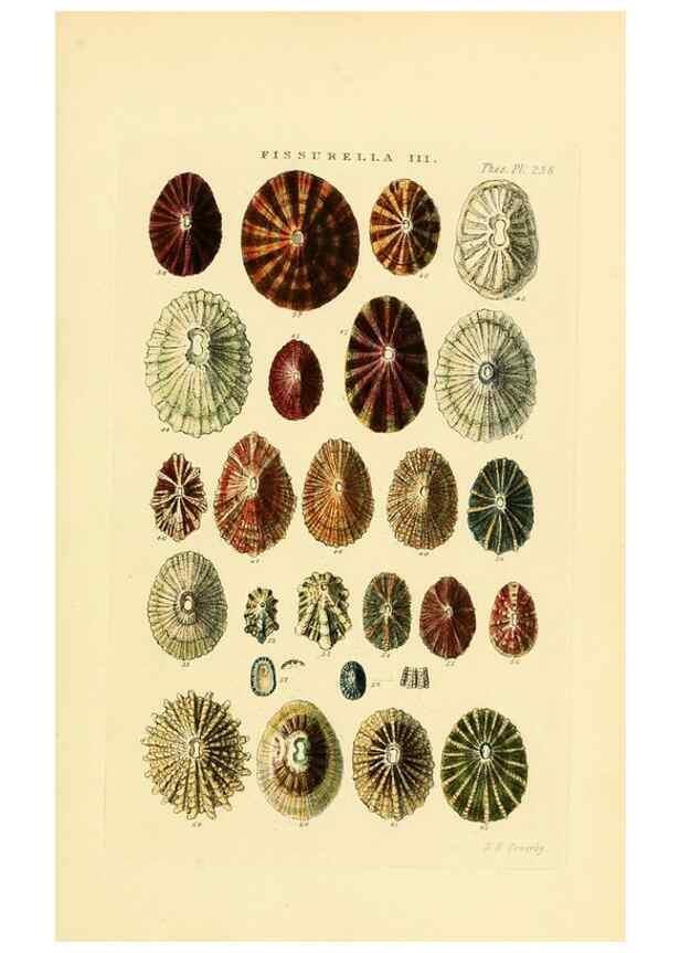 Reproducción/Reproduction 49493105396: Thesaurus conchyliorum, or, Monographs of genera of shells. London :Sowerby ...,1847-1887.. 