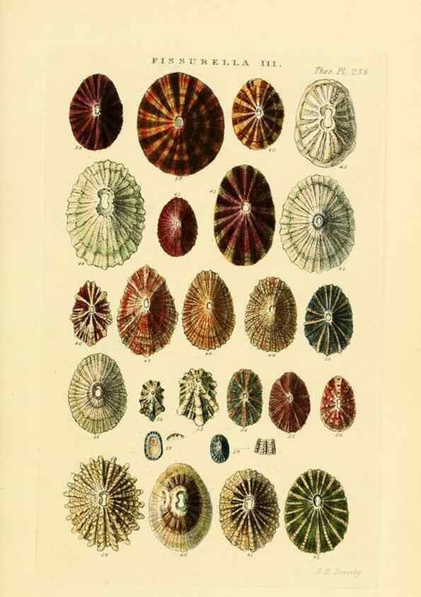 Reproducción/Reproduction 49493105396: Thesaurus conchyliorum, or, Monographs of genera of shells. London :Sowerby ...,1847-1887.. 