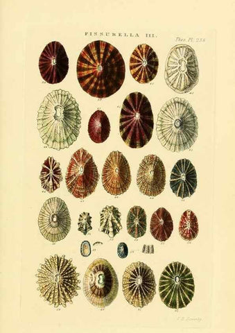 Reproducción/Reproduction 49493105396: Thesaurus conchyliorum, or, Monographs of genera of shells. London :Sowerby ...,1847-1887.. 