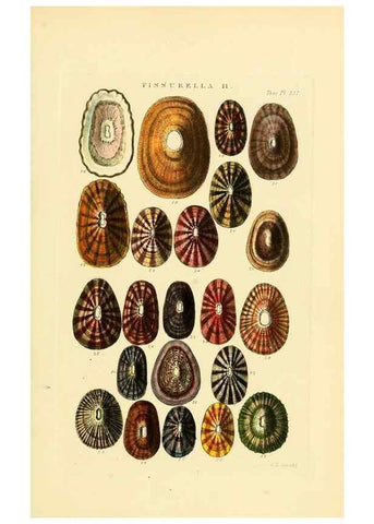Reproducción/Reproduction 49493317937: Thesaurus conchyliorum, or, Monographs of genera of shells. London :Sowerby ...,1847-1887.. 