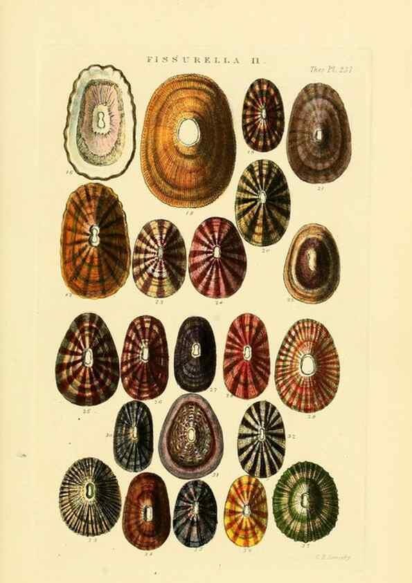 Reproducción/Reproduction 49493317937: Thesaurus conchyliorum, or, Monographs of genera of shells. London :Sowerby ...,1847-1887.. 