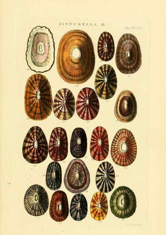Reproducción/Reproduction 49493317937: Thesaurus conchyliorum, or, Monographs of genera of shells. London :Sowerby ...,1847-1887.. 